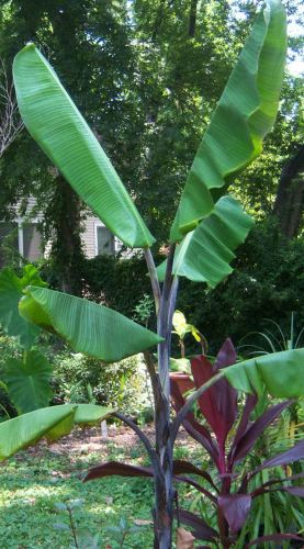 Musa balbisiana atia black Cold hardy Thai Banana seeds