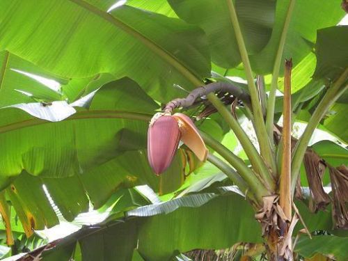 Musa itinerans Burmese Blue Banana seeds