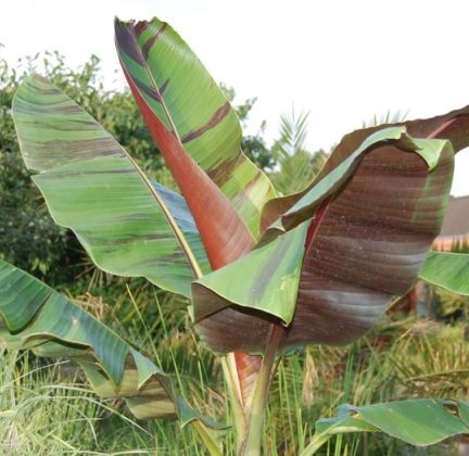 Musa sikkimensis Darjeeling Banana seeds