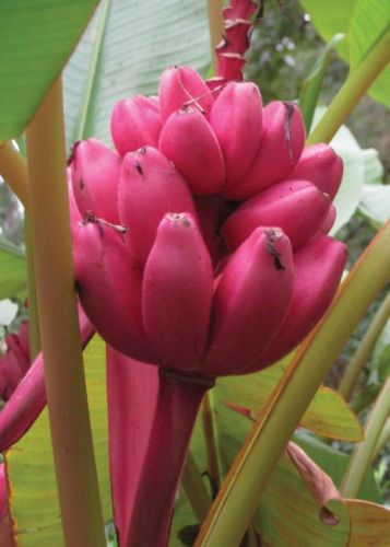 Musa velutina pink Pink Velvet Banana seeds