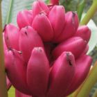 Musa velutina pink Banane rose velours graines