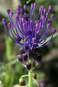 Muscari comosum Grape hyacinth seeds