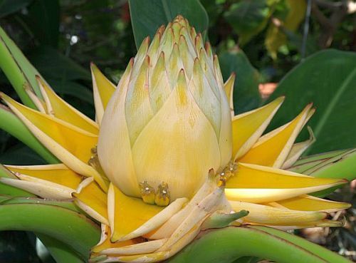 Musella lasiocarpa golden lotus banana seeds