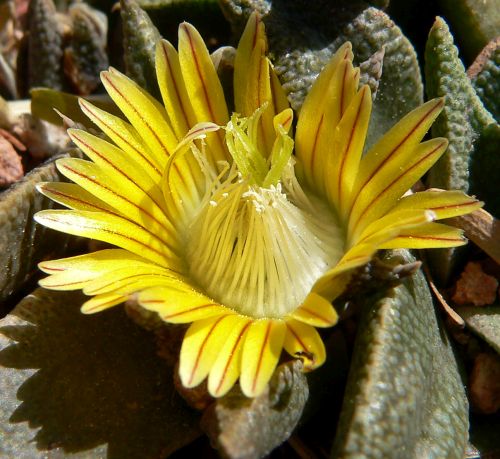 Nananthus transvaalensis Mesembs - Aizoaceae seeds