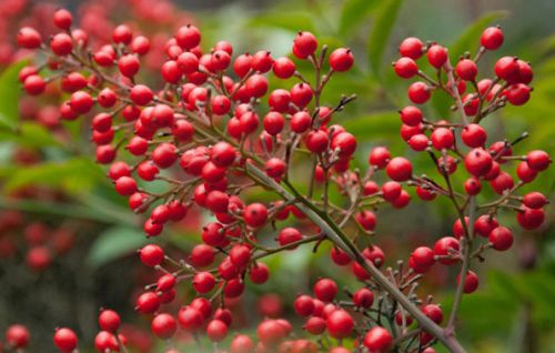 Nandina domestica Heavenly bamboo - Sacred bamboo seeds