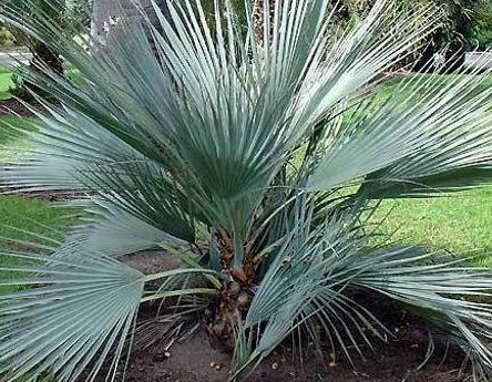 Nannorrhops arabica Silver Silver Mazari Palm seeds