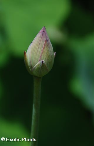 Nelumbo nucifera sacred lotus seeds