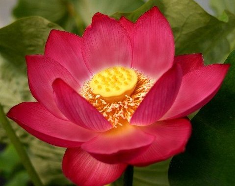 Nelumbo nucifera red sacred lotus red seeds