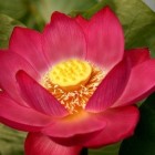 Nelumbo nucifera red  semi