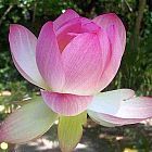 Nelumbo nucifera indische Lotusblume Samen