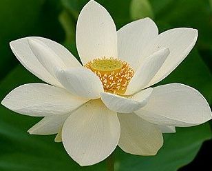 Nelumbo nucifera white Sacred Lotus white seeds
