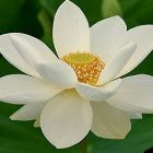 Nelumbo nucifera white  semillas