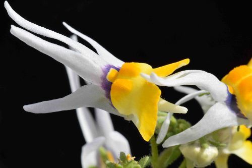 Nemesia cheiranthus long-horned nemesia seeds