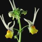 Nemesia cheiranthus lotor sagrado semillas