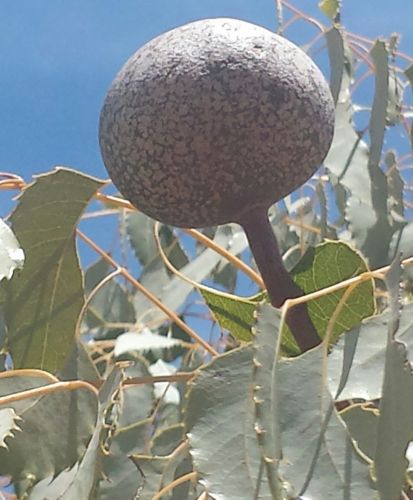 Neobeguea mahafaliensis Handy Tree seeds