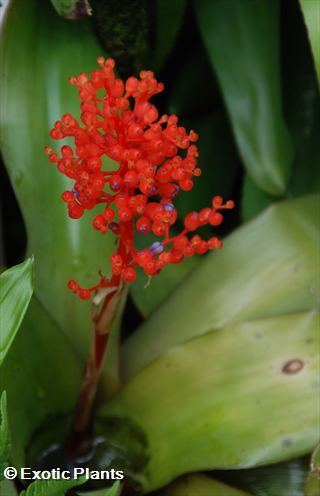 Neoregelia cruenta Neoregelia seeds