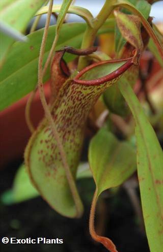 Nepenthes alata Nepenthes seeds