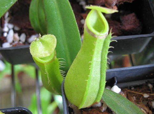 Nepenthes albomarginata purple green var. giant pitcher plant seeds