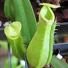 Nepenthes albomarginata purple green var. giant Pianta carnivora semi