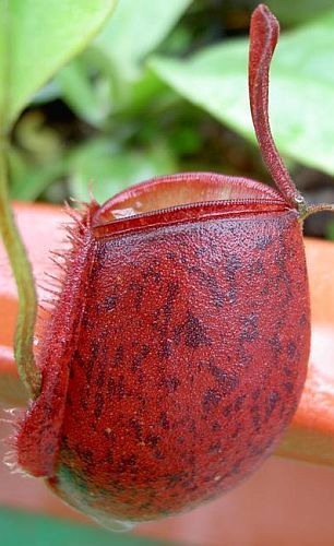 Nepenthes ampullaria all red var. giant pitcher plant seeds