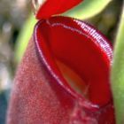 Nepenthes ampullaria all red var. giant