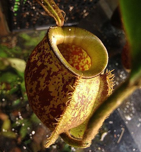 Nepenthes ampullaria brown speckle yellow lips pitcher plant seeds