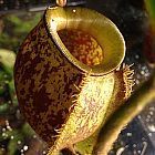 Nepenthes ampullaria brown speckle yellow lips