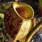 Nepenthes ampullaria brown speckle yellow lips  cемян