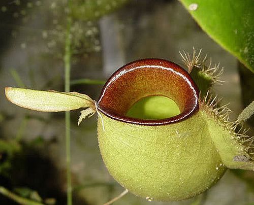 Nepenthes ampullaria hot lips pitcher plant seeds