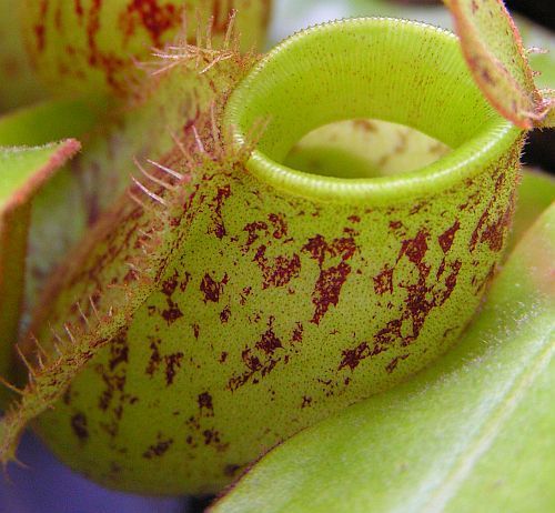 Nepenthes ampullaria orange speckle green lips pitcher plant seeds