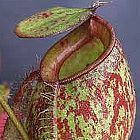 Nepenthes ampullaria red green lips