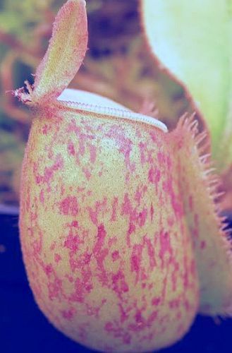 Nepenthes ampullaria red green lips var. giant pitcher plant seeds