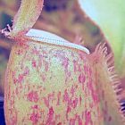 Nepenthes ampullaria red green lips var. giant