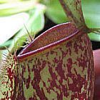 Nepenthes ampullaria red spotting