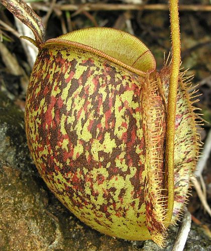 Nepenthes ampullaria tricolor pitcher plant seeds