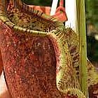 Nepenthes ampullaria tricolor hot lips var. giant Plante carnivore graines