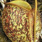 Nepenthes ampullaria tricolor Kannenpflanze Samen