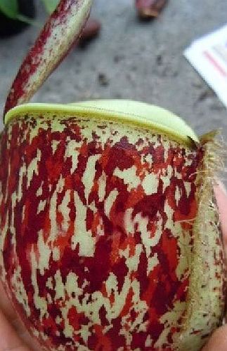 Nepenthes ampullaria tricolor var. giant pitcher plant seeds