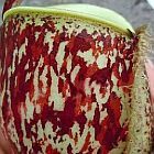Nepenthes ampullaria tricolor var. giant