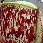 Nepenthes ampullaria tricolor var. giant Plante carnivore graines