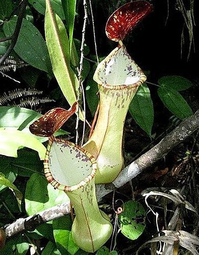 Nepenthes beccariana Sipogas Area pitcher plant seeds