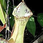 Nepenthes beccariana Sipogas Area
