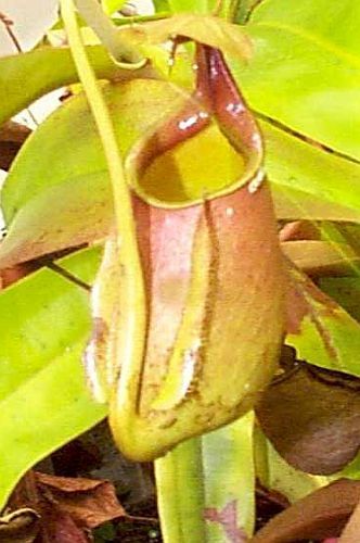 Nepenthes bicalcarata pitcher plant seeds