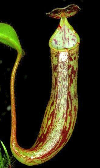 Nepenthes fallax pitcher plant seeds
