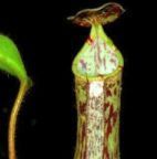 Nepenthes fallax planta lanzadora semillas