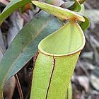 Nepenthes gracilis Kannenpflanze Samen