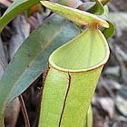 Nepenthes gracilis