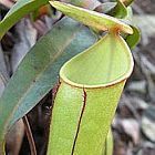 Nepenthes gracilis