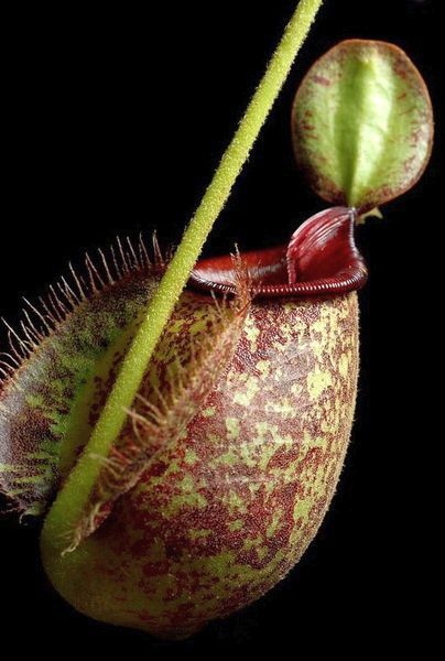 Nepenthes hookeriana pitcher plant seeds