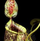 Nepenthes hookeriana Kannenpflanze Samen